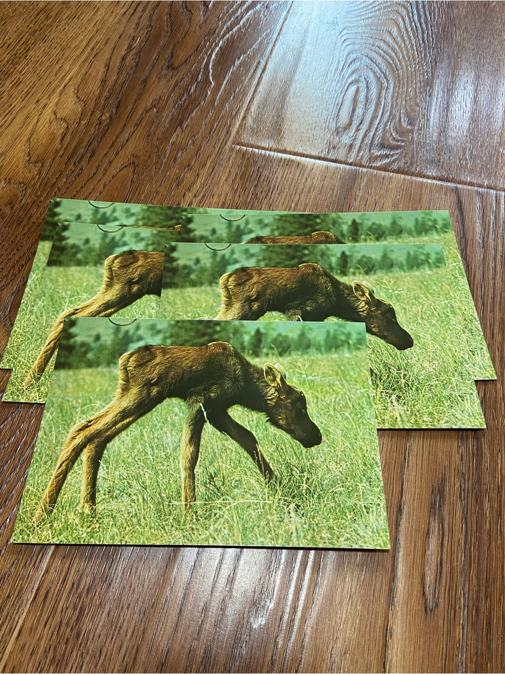 5 vintage Moose calf postcards - Nature Photo Stationery